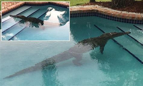 Shocker Man Finds 8 Foot Crocodile Jacuzz Ing In His Swimming Pool
