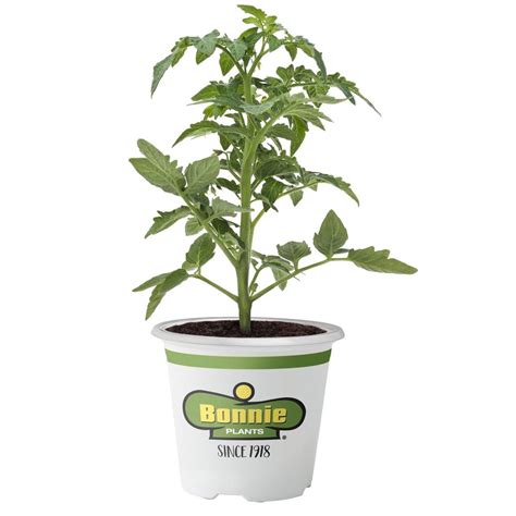 Bonnie Plants 45 In Better Boy Tomato 0201 The Home Depot