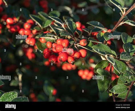 Cotoneaster Hi Res Stock Photography And Images Alamy