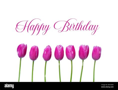 Happy Birthday Greeting Card With Beautiful Pink Spring Tulips On White