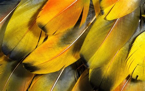 Wallpaper Feathers Yellow Striped Beak Color Leaf Flower Bird
