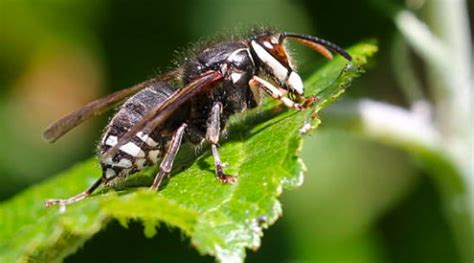 Types Of Wasps In Pennsylvania New Jersey And Delaware