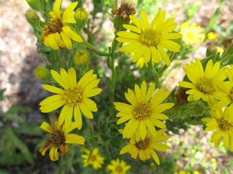 Jun 20, 2018 · my amazon affiliate marketplace. Possibly Chrysopsis villosa
