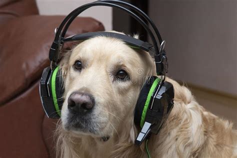 Can Dogs Hear Music Through Headphones