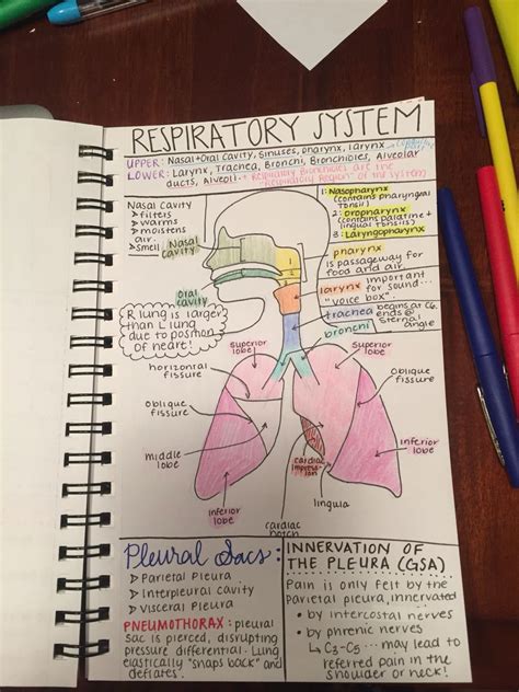Note Taking Strategy For Anatomy Class Nursing School Notes Medical