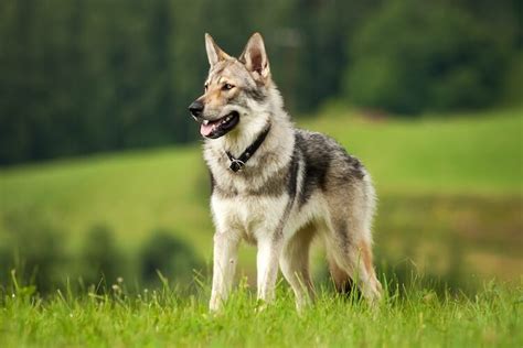German Shepherd Wolf Mix What To Know Before Buying Marvelous Dogs