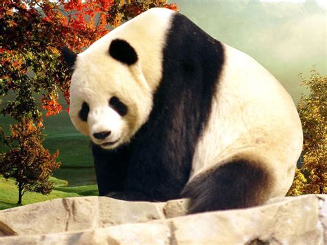 50 Panda Wallpaper For Laptops