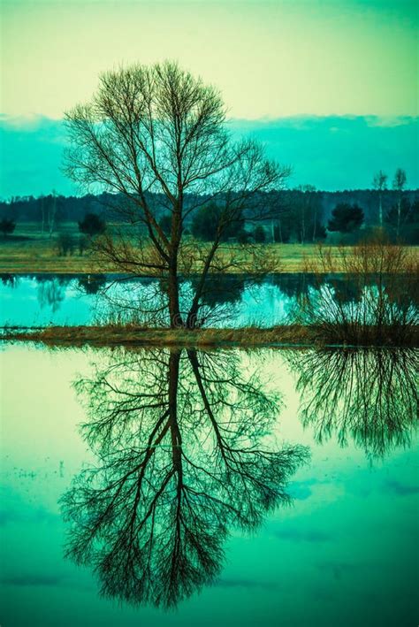 Tree Reflection In Water Stock Photo Image Of Beautiful 69485382