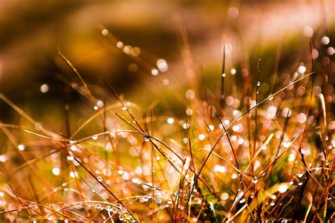 Wallpaper Sunlight Night Nature Reflection Grass Plants Branch