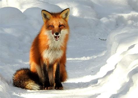 Red Fox Alaskaorg
