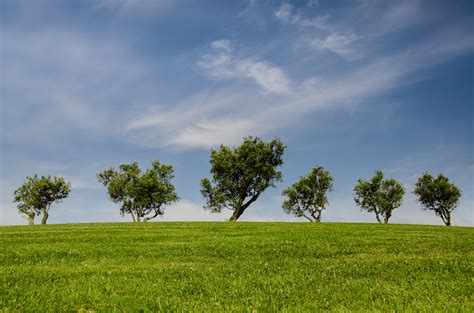 Five Green Leafed Trees On Green Grass Field Under Cloudy Sky · Free