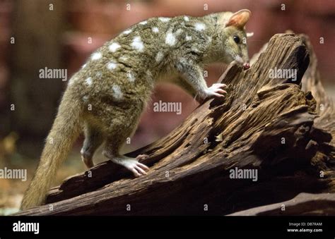 An Eastern Quoll Is Pictured At The Zoo In Frankfurtmain Germany 25