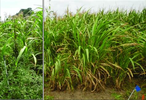 Teosinte Zea Mays Ssp Parviglumis In Weedy And Weed Free