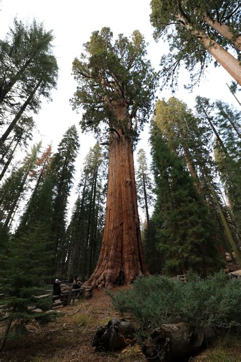 General Sherman Tree In Sequoia National Park Verenigde Staten