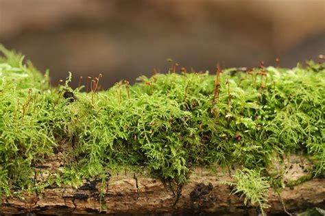 19 Types Of Mosses For Your Garden Types Of Moss Moss