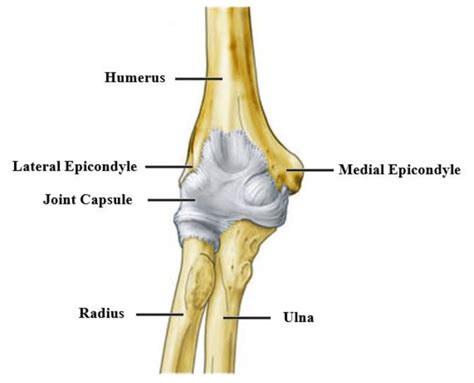 Elbow Bone Anatomy Label
