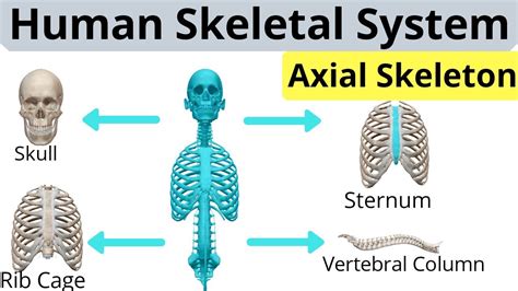 Anatomy Of Axial Skeleton Human Skeletal System Skeleton System Human Skeleton Youtube