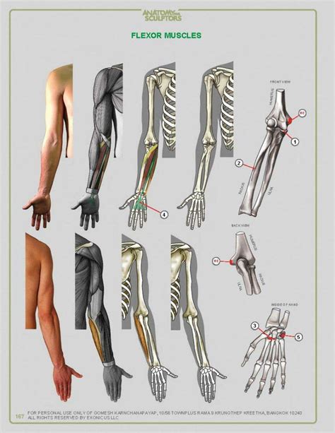 Anatomy For Sculptors Vk Figure Drawing Tutorial Male Figure Drawing