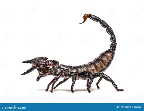 Emperor Scorpion Defending Pandinus Imperator Isolated Stock Image