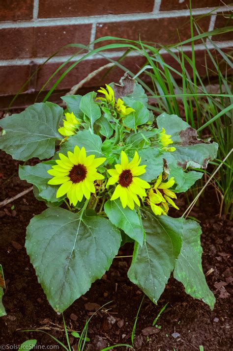 Sunflower Helianthus Annuus — Heritage Garden