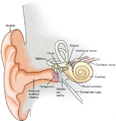 Label this diagram of a human ear chegg com. The structure of the human ear. The external ear ...