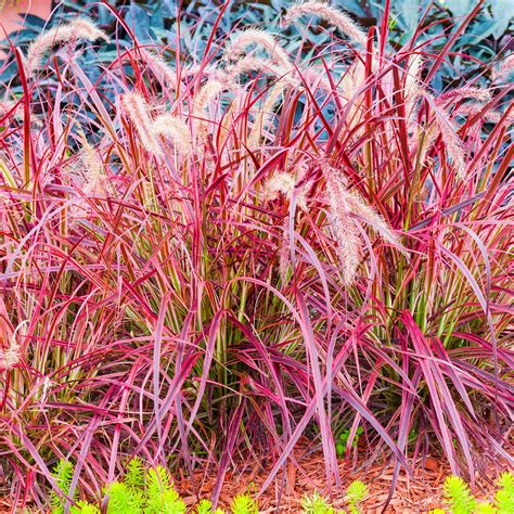 Ziergras Indian Summer1 Pflanze Günstig Online Kaufen Mein Schöner