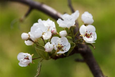 White Beautiful Flowers Of A Growing Pear Stock Image Image Of
