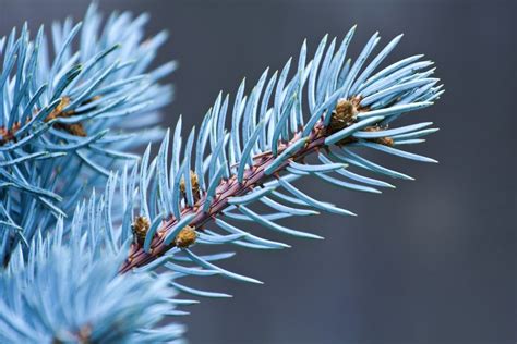 Thompsen Blue Spruce Monrovia Thompsen Blue Spruce Blue Spruce
