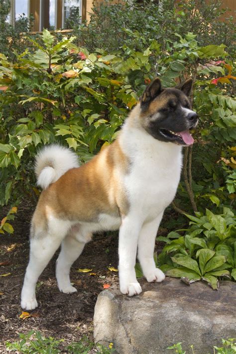 10 Surprising Facts About Akitas American Kennel Club Akita Puppies