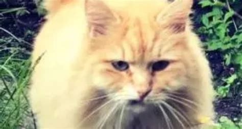 Stolen Norwegian Forest Cat Mr Muk Reunited With Owner Two Months Later