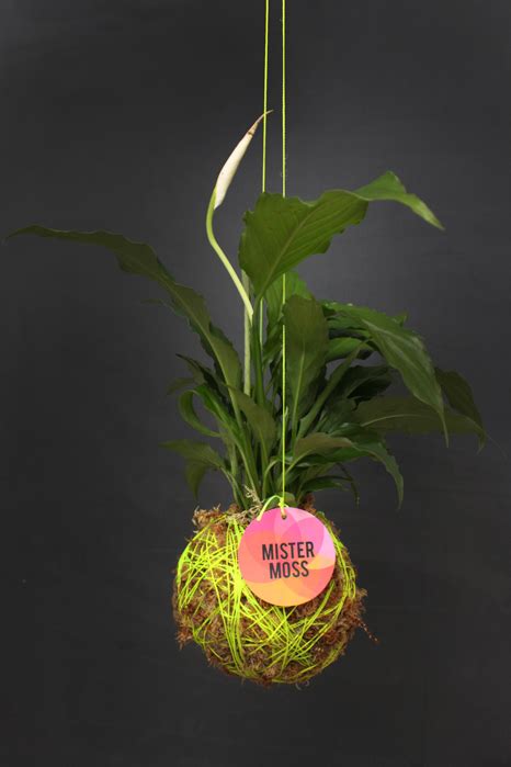 Water leaches quickly through its native soil, so the plant cannot withstand soggy soil. Are indoor plants a good idea? How could I use them and ...