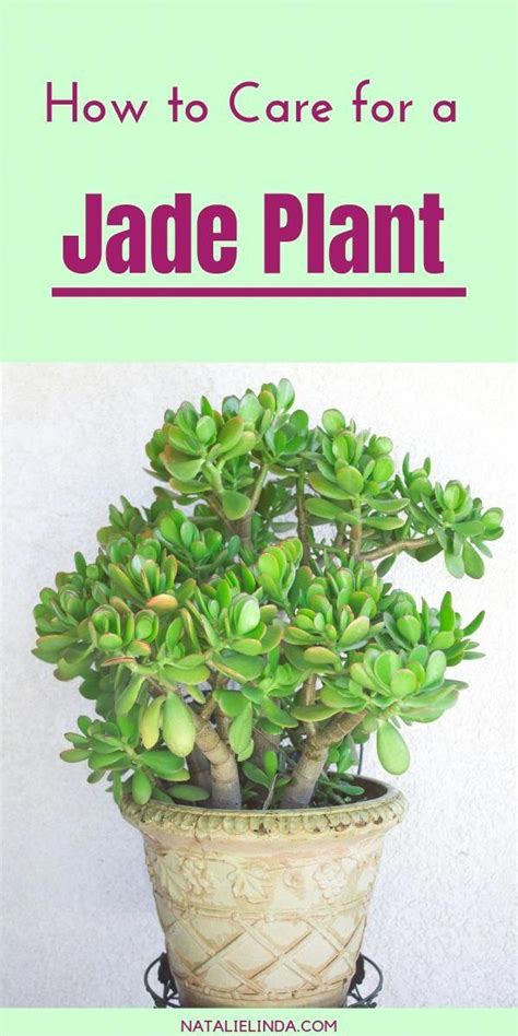 How To Care For A Jade Plant Natalie Linda In 2020