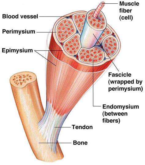 There exist about 12 organelles in a cell, and each has a specific objective that helps the body to carry out its functions. The muscle system at Richard Stockton College of New ...