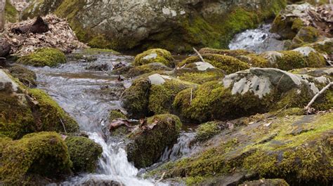 Free Images Nature Rock Waterfall Creek Wilderness Flower River