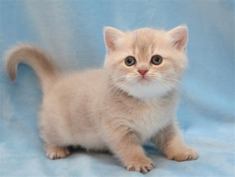 Read more about this cat breed on our british shorthair breed information page. Burlea British Shorthairs | British Shorthair Breeder in ...