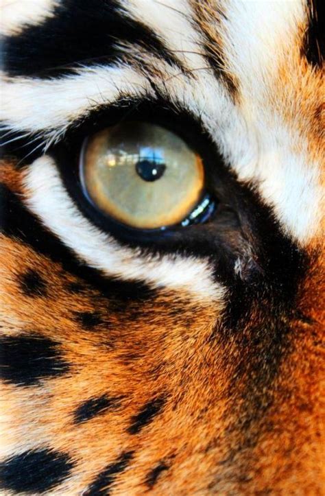 Pin By Martha Dutcher On Everything Tiger Conservation Animals Wild