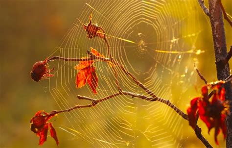 Wallpaper Autumn Morning Twig Spiders Web Images For Desktop