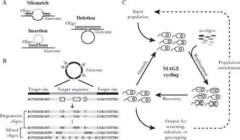 Figure From Multiplexed Genome Engineering And Genotyping Methods