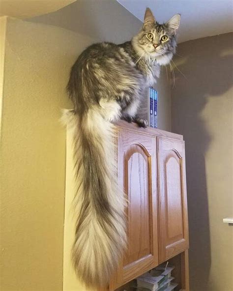 Michigan Cat Shows Off Worlds Longest Tail The Floofiest