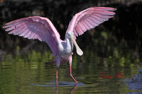Roseate Spoonbill Merritt Island Nwr 1 07 12 Audubon Everglades