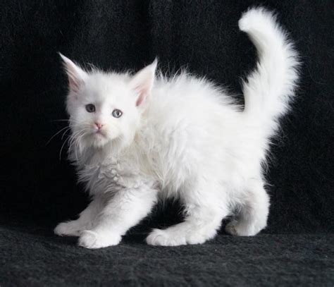 Get a ragdoll, bengal, siamese and.gorgeous, lovely & playful purebred maine coon kittens available for sale! Maine Coon Cats For Sale | Detroit, MI #290221 | Petzlover