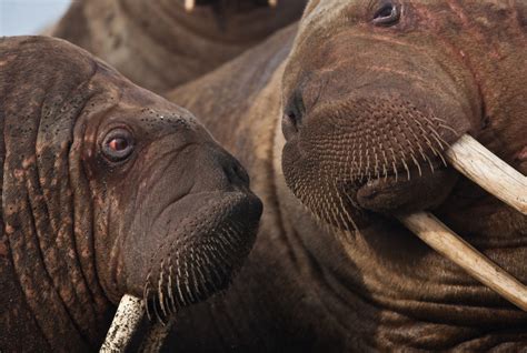 What Does It Take To Map A Walrus Hangout 160 Years And A Lot Of Help