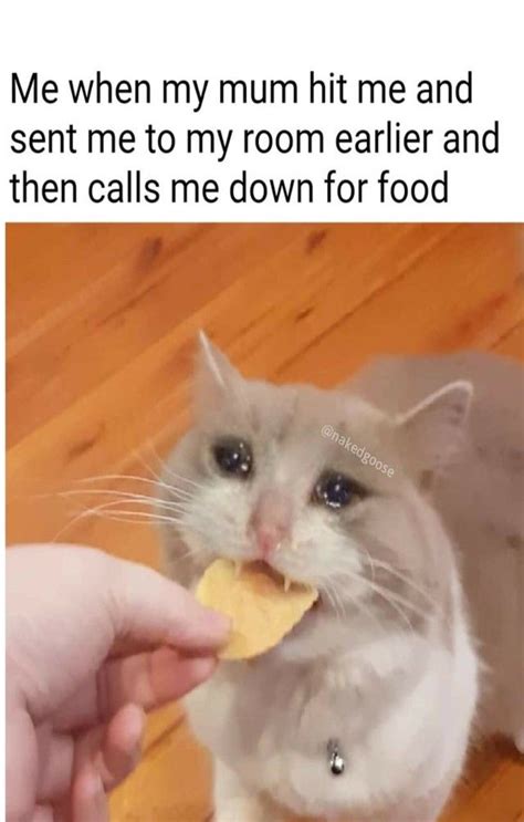 94 Sad Cat Meme Crying Animals