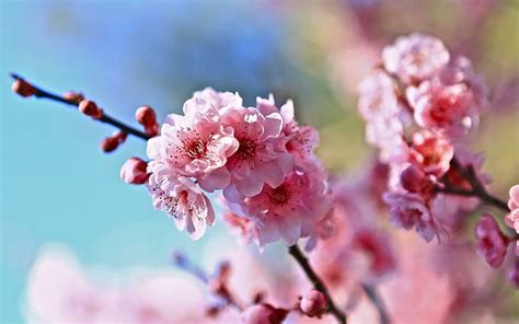 Hd Wallpaper Spring Twigs Flowers Cherry Wallpaper Flare