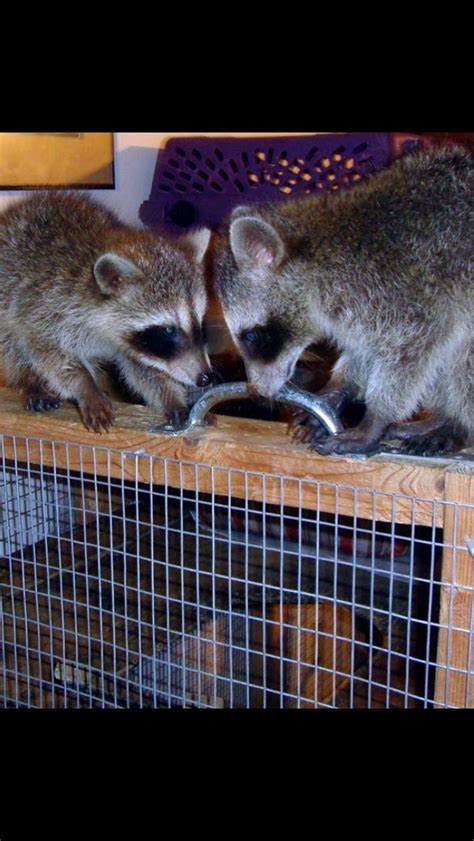 Pet adoption in bangalore, india has 45,271 members. Pets for Adoption at Southern Indiana Rescue Effort, in ...