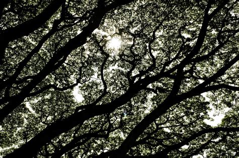 Fotos Gratis árbol Naturaleza Rama En Blanco Y Negro Cielo Flor