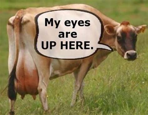 Funniest Cow Quotes Cows Funny Cow Quotes Animal Captions