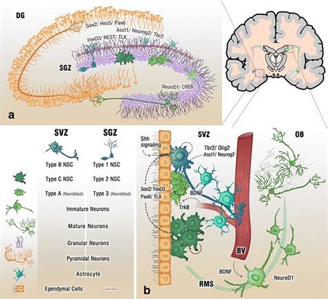 Neurogenesis Function Location In The Brain And How To Increase Neurogenesis