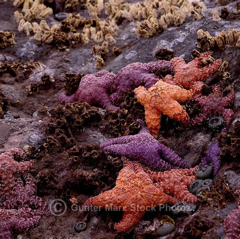 Purple Sea Star Ochre Starfish Pisaster Ochraceus Pictures Images