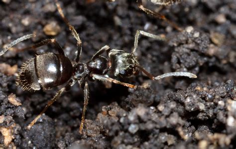 How To Get Rid Of White Footed Ants Native Pest Management